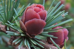 Close-view-of-Tamarack