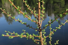 Opening-leaves-of-Tamarack