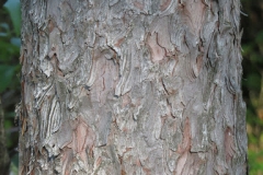 Tamarack-bark