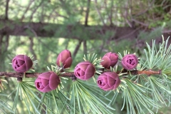 Tamarack-flowers