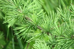 Tamarack-leaves