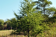 Tamarack-tree