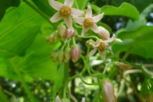 Close-up-flower-of-Tamarillo