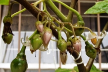 Flower-bud-of-Tamarillo