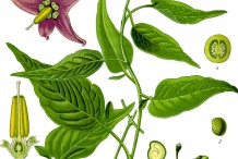 Illustration-of-Tamarillo