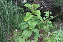 Leaves-of-Tamarillo