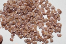 Seeds-of-Tamarillo