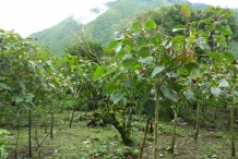 Tamarillo-farm
