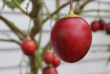 Tamarillo-fruit