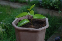 Tamarillo-plant