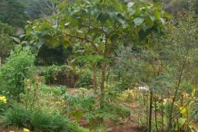 Tamarillo-tree