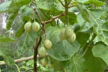 Unripe-tamarillo