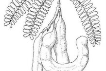 Drawing-of-Tamarind