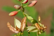 Flower-of-Tamarind