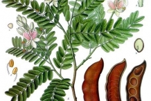 Illustration-of-Tamarind