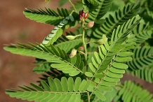 Leaves-of-Tamarind