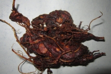 Pulp-of-Tamarind