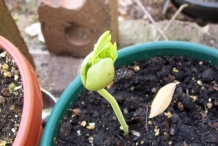 Seedlings-of-Tamarind