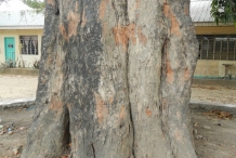 Tamarind-bark