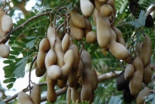 Tamarind-fruit