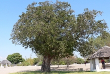 Tamarind-tree