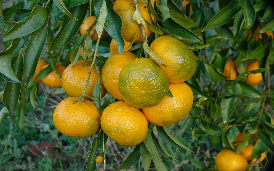 Tangerine-fruit.