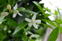 Close-up-flower-of-Tangerine