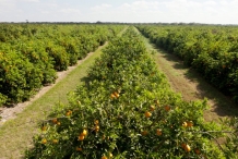 Tangerine-farm