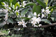 Tangerine-flowers