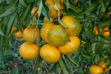 Tangerine-fruit