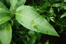 Tangerine-leaves