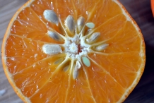 Tangerine-seeds