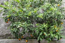 Tangerine-tree