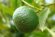Unripe-fruit-of-Tangerine