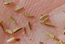 Achenes-of-Tansy-Herb