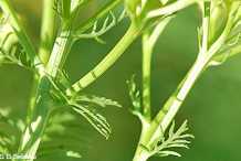 Branch-of-Tansy-Plant