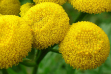 Closer-view-of-Tansy-Flower