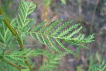 Leaves-of-Tansy-Plant