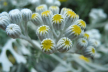 Tansy-Flower-Bud