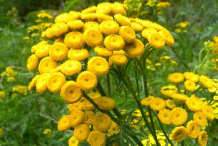 Tansy-Flowers
