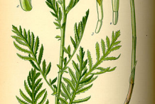 Tansy-Plant-Illustration