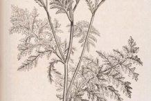 Tansy-Sketch