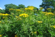 Tansy-bushes