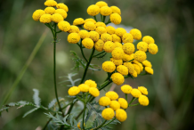 Tansy-plant