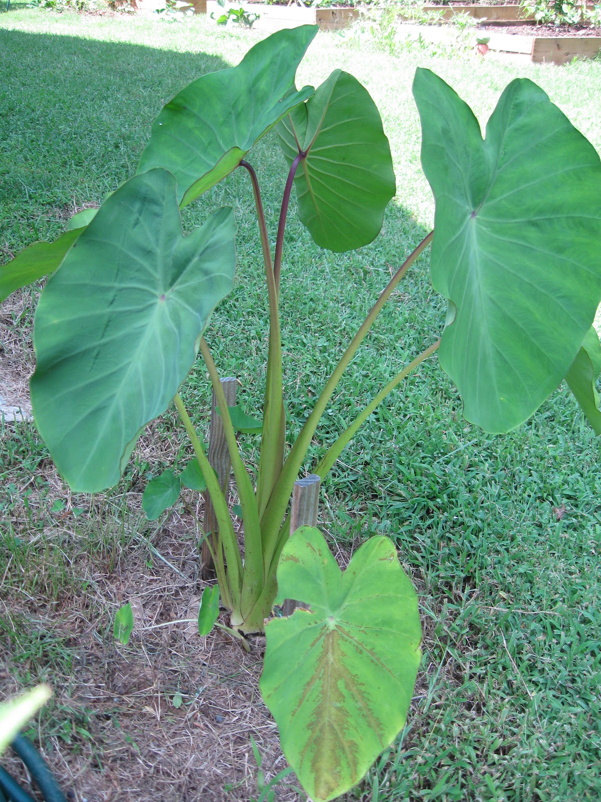 Taro-plant