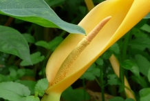 Close-up-flower-of-Taro