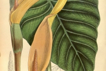 Illustration-of-Taro