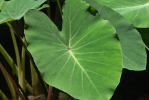Leaves-of-Taro