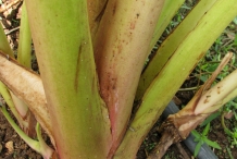 Stem-of-Taro