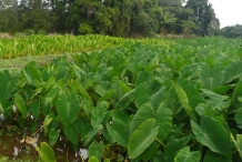 Taro-farm